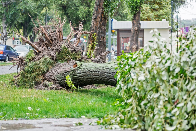 Large tree uprooted during a storm in need of emergency tree service
