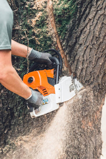 Tree service professional cutting a large tree trunk with a chainsaw
