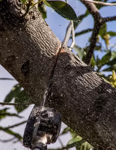 Extended chainsaw trimming a large tree branch