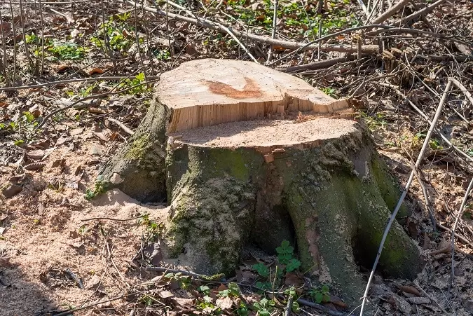 Tree stump after a tree removal before stump grinding