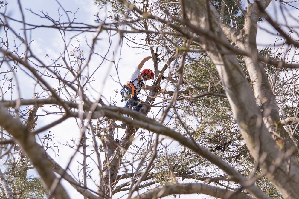 Tree service contractor in the top of a tree, wearing a harness, preparing a tree trimming.