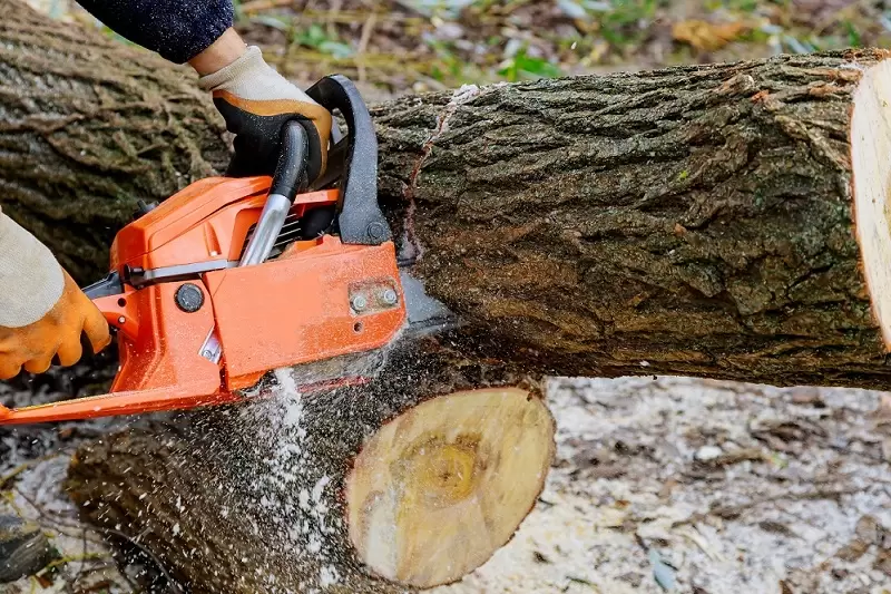 Professional using a chainsaw to remove a tree in Ridley, PA
