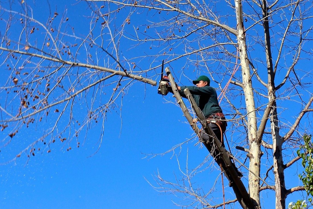 Tree service professional trimming a branch on a tree